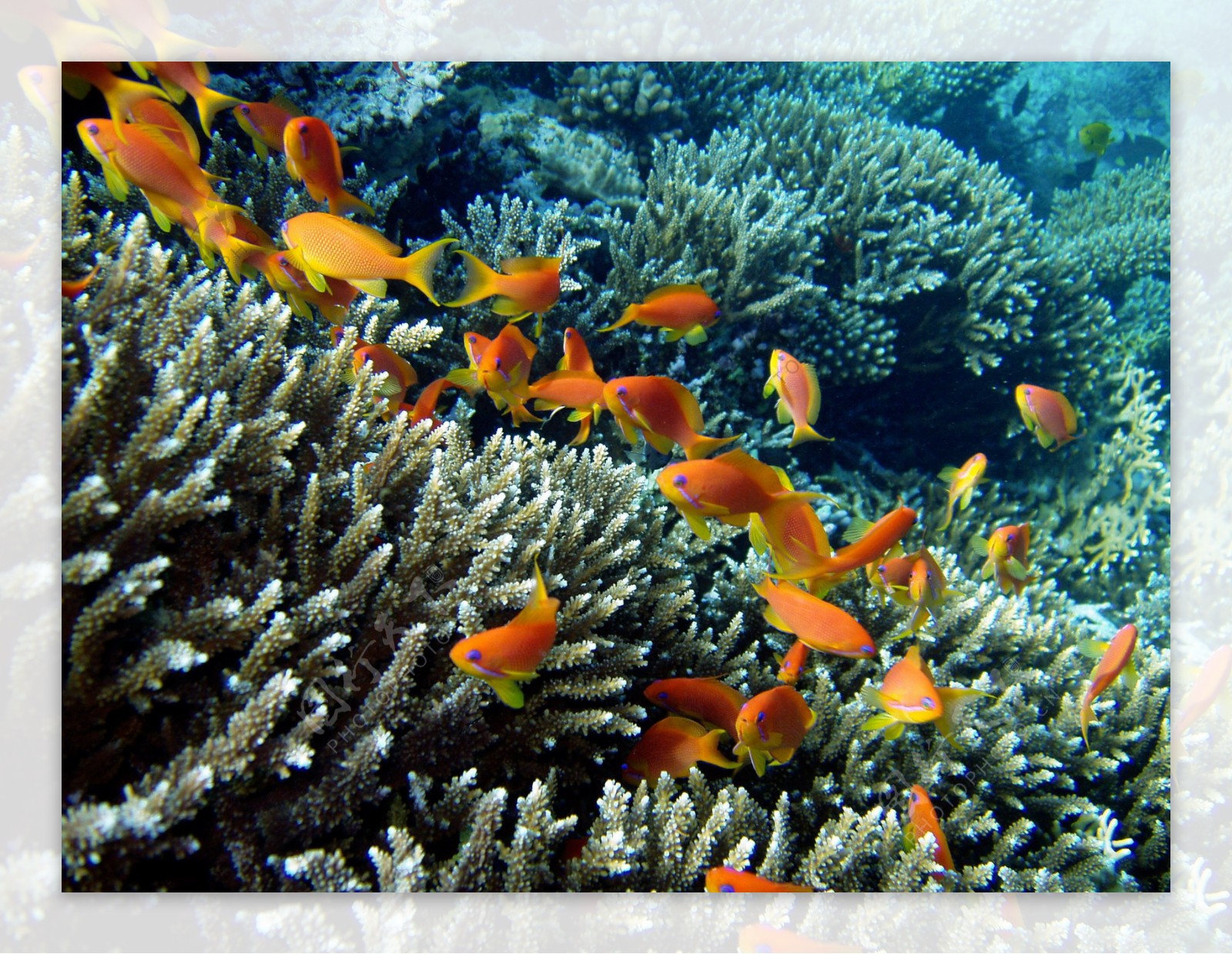 珊瑚海鱼图片