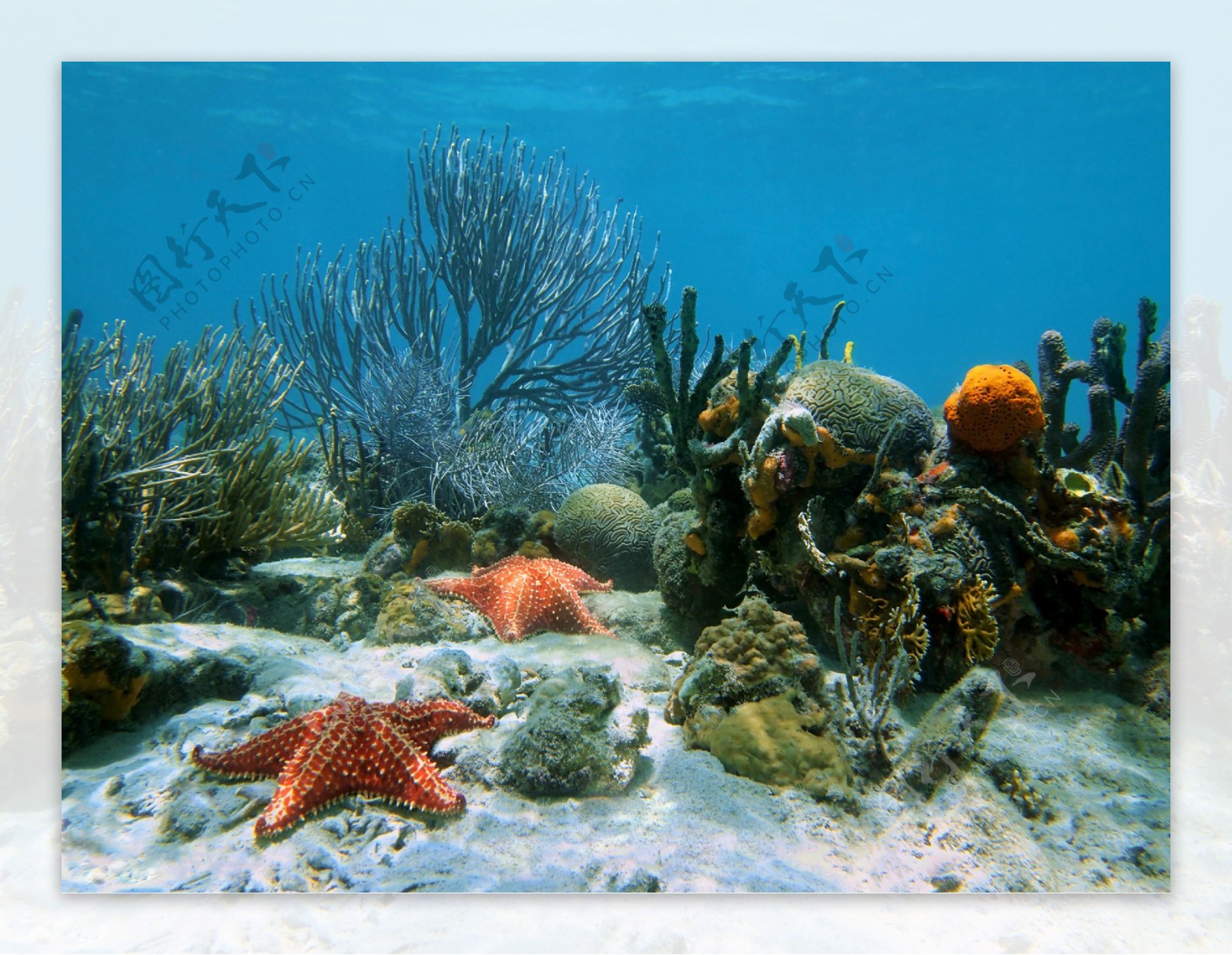 海洋生物海底世界图片