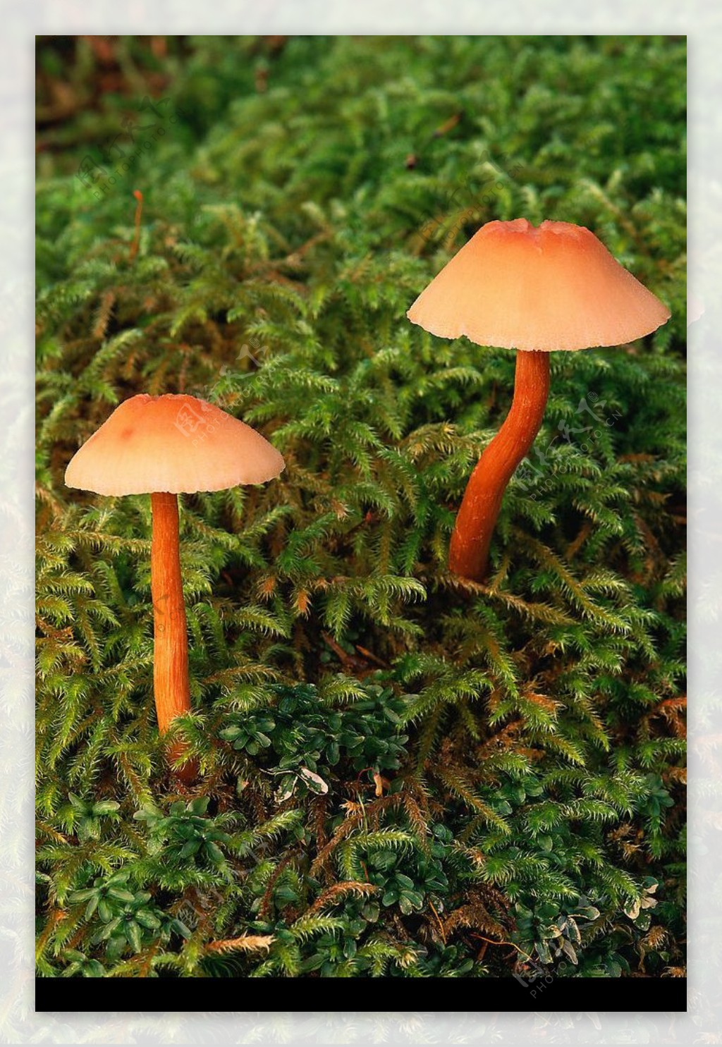 红蘑菇图片