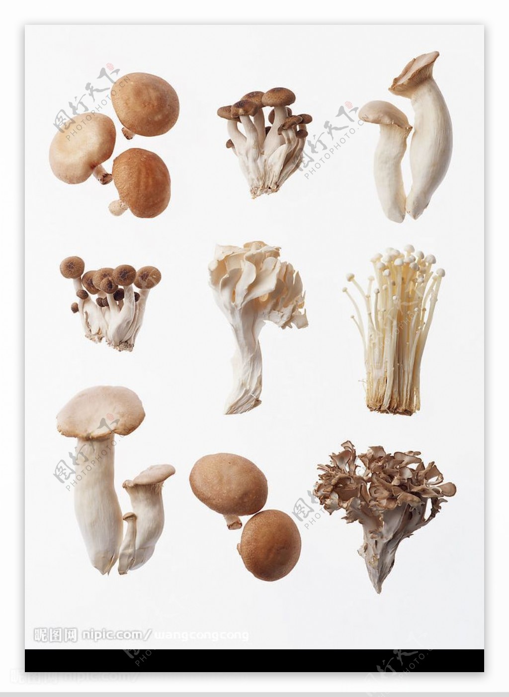 香菇蘑菇图片