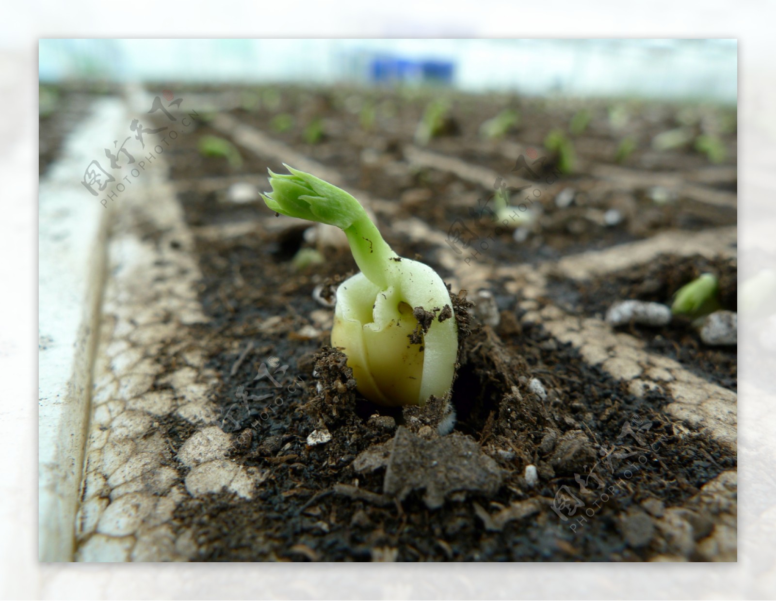 新生的豌豆苗图片