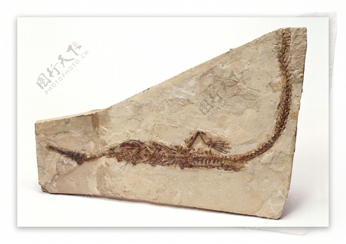 200,000+张最精彩的“化石”图片 · 100%免费下载 · Pexels素材图片
