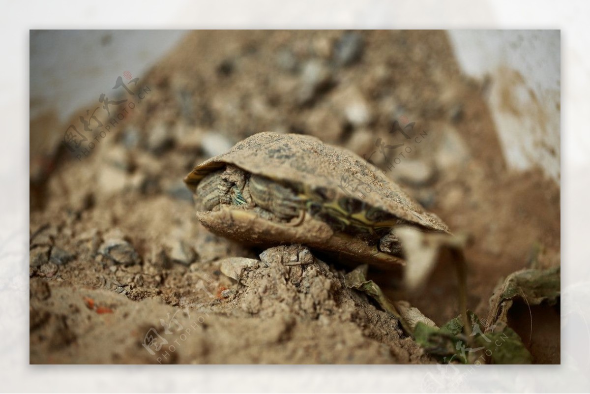 巴西龟摄影图片
