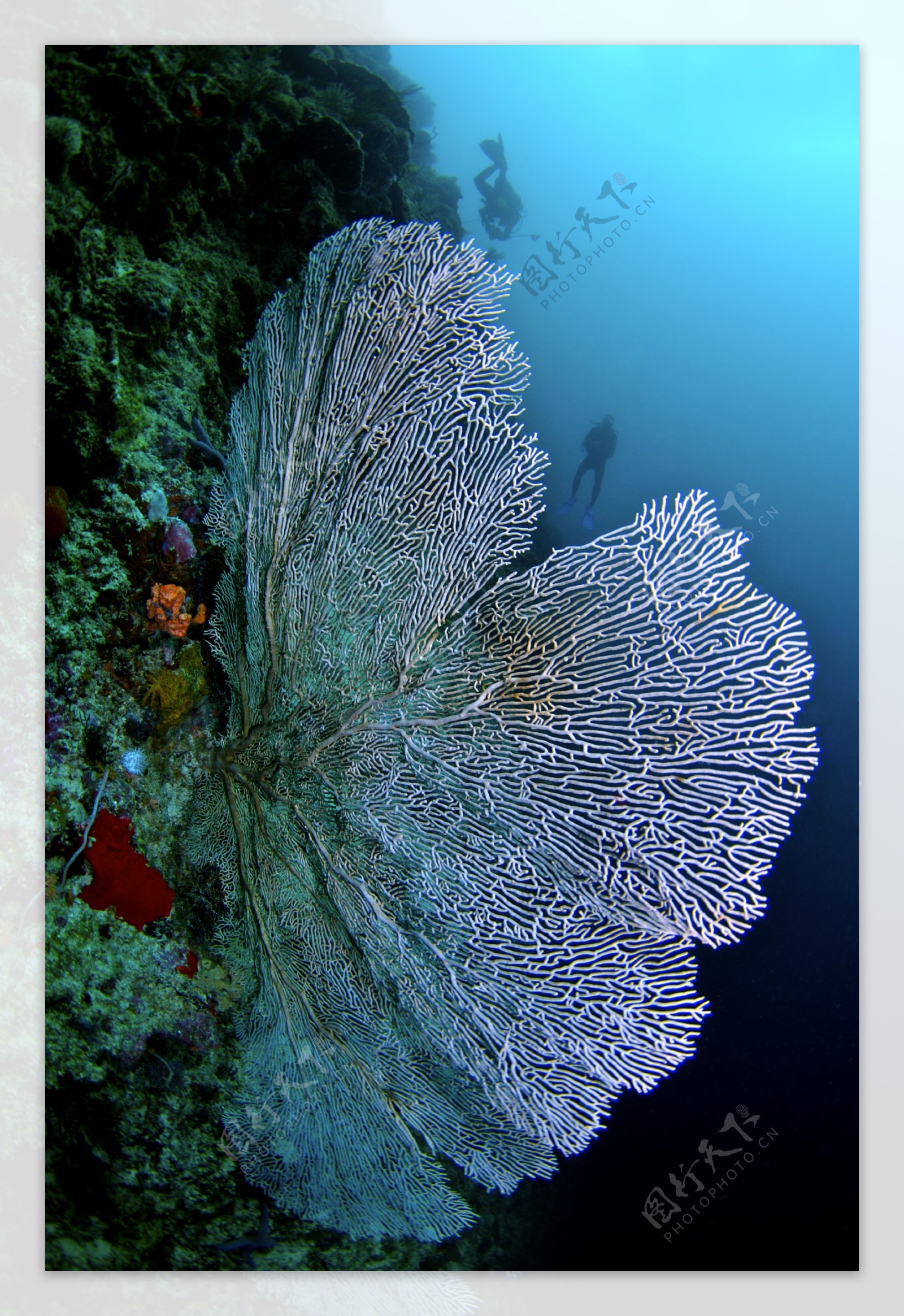 银色珊瑚图片