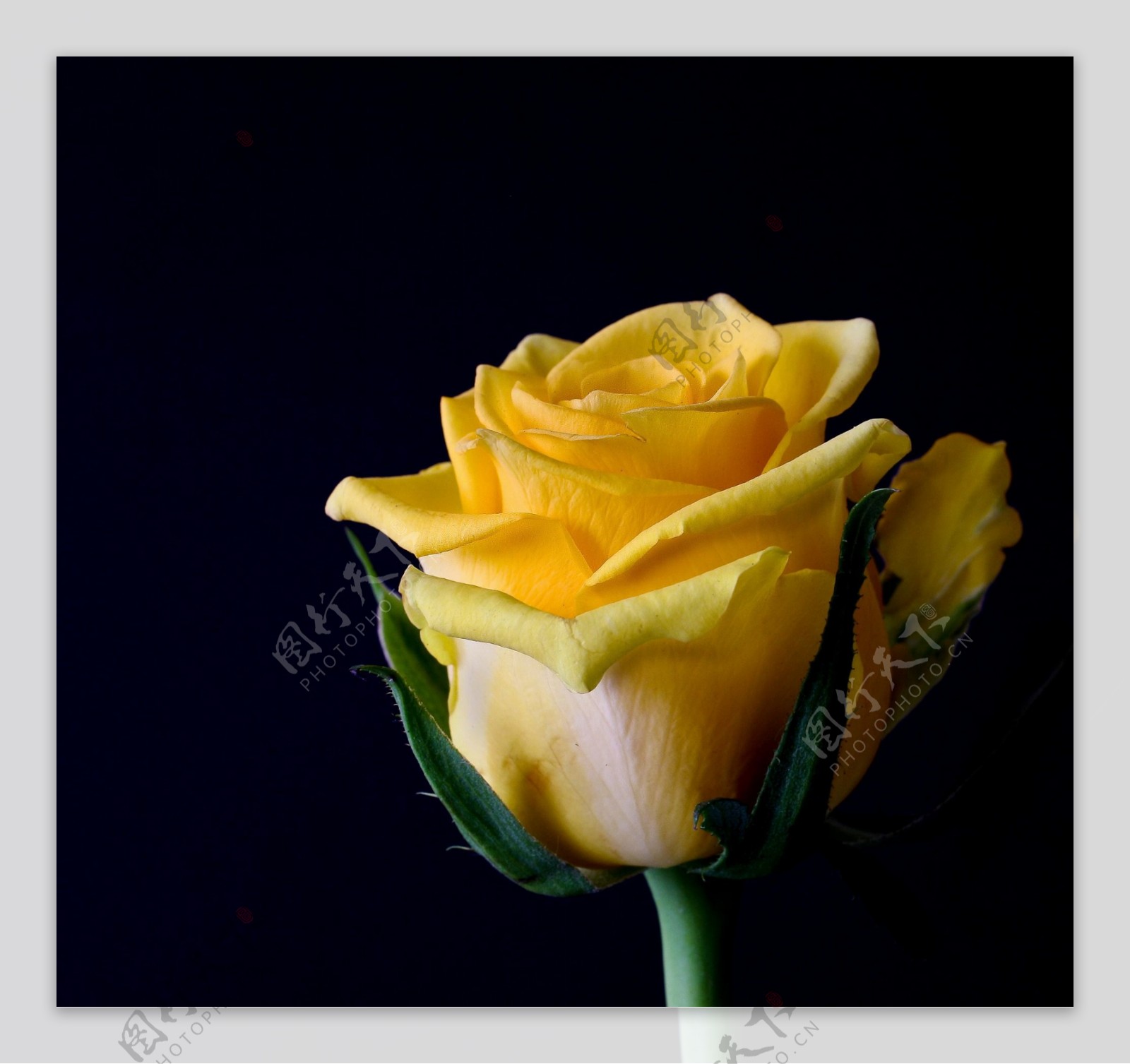 黄玫瑰盛开图片