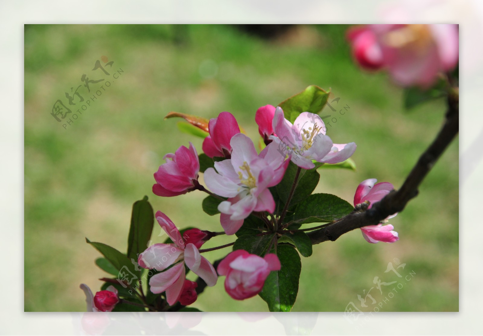 粉色小果海棠花图片
