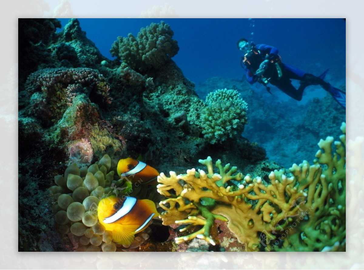 美丽海底世界珊瑚小丑鱼图片