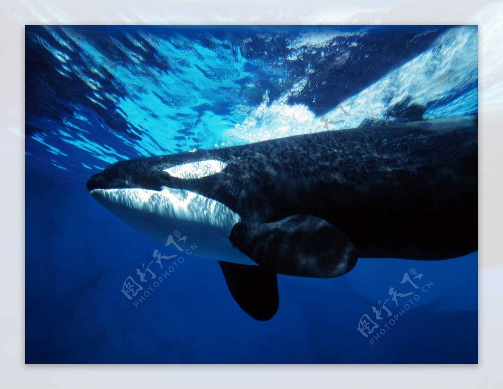 虎鲸齿鲸类图片