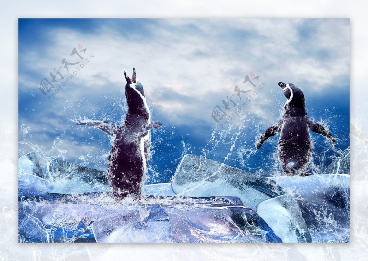 企鹅高清图片