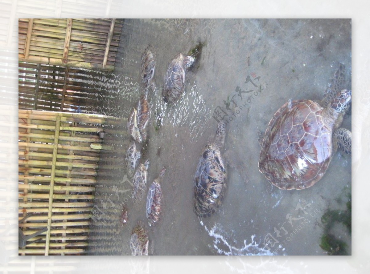 乌龟海龟图片