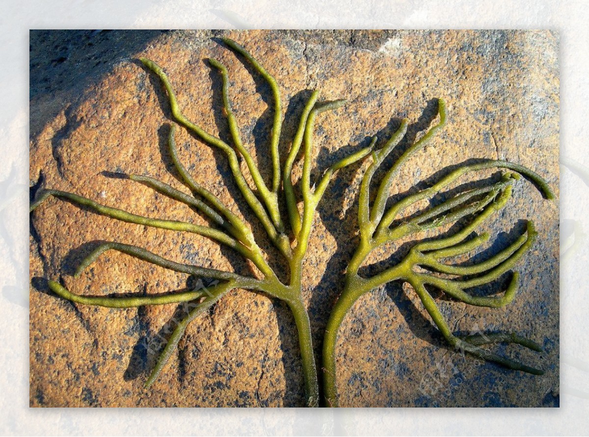 软毛松藻松藻海藻图片