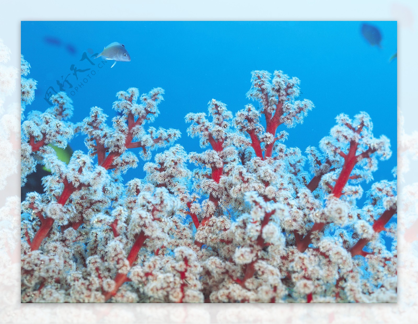 珊瑚图片