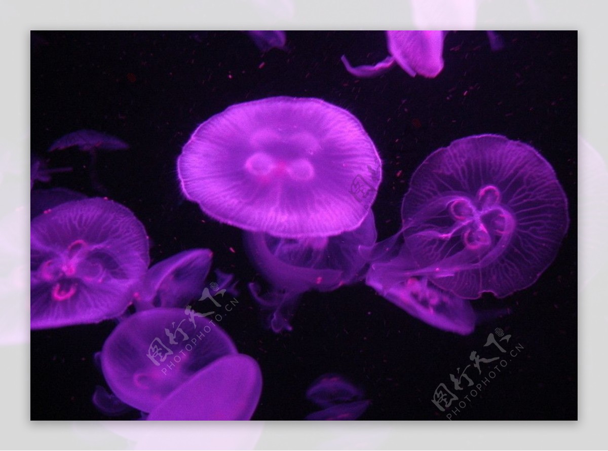 紫色水母图片