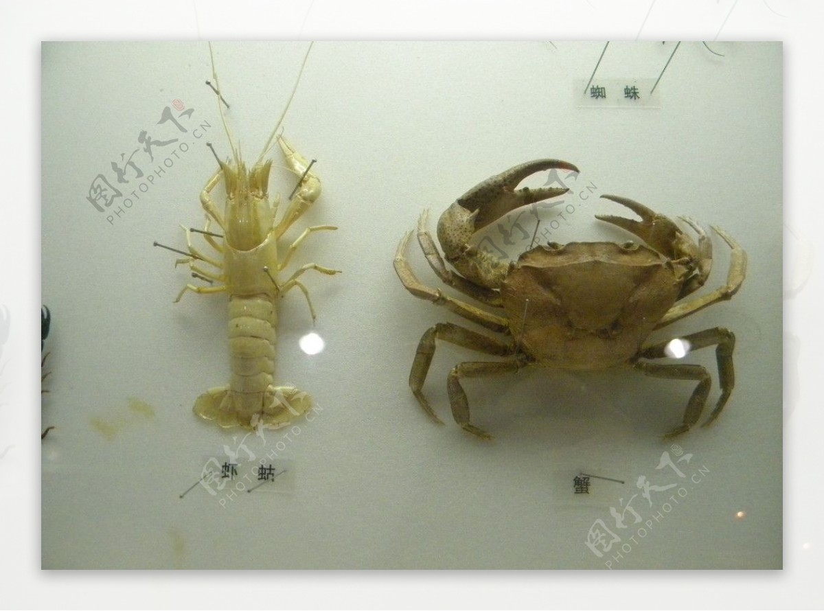 标本虾蛄和蟹图片