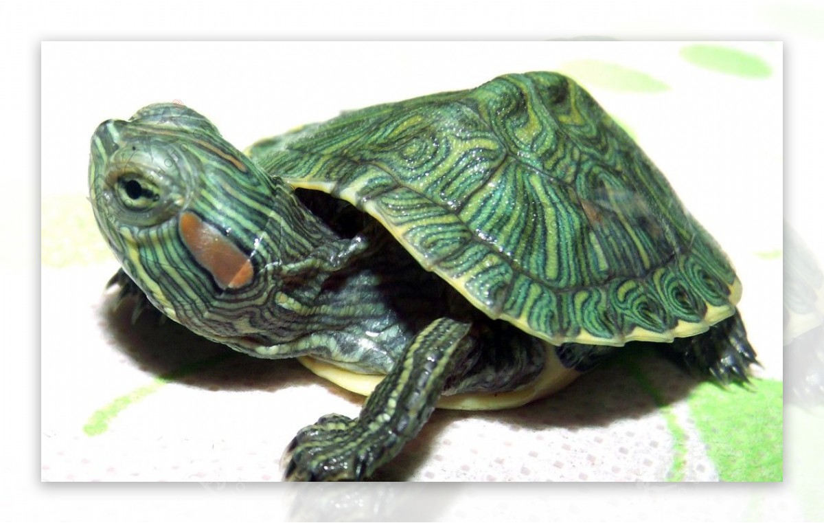 巴西红耳龟图片
