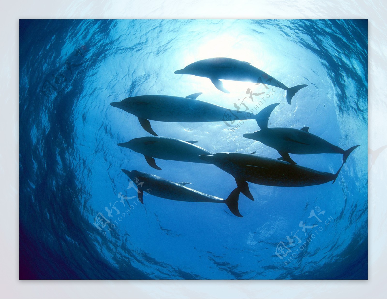 海豚群图片