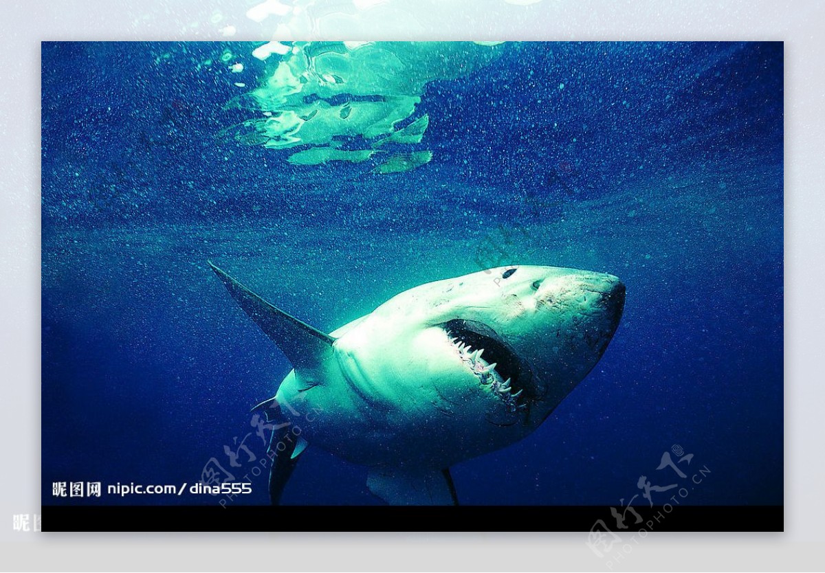 鲨鱼图片素材-编号39848006-图行天下