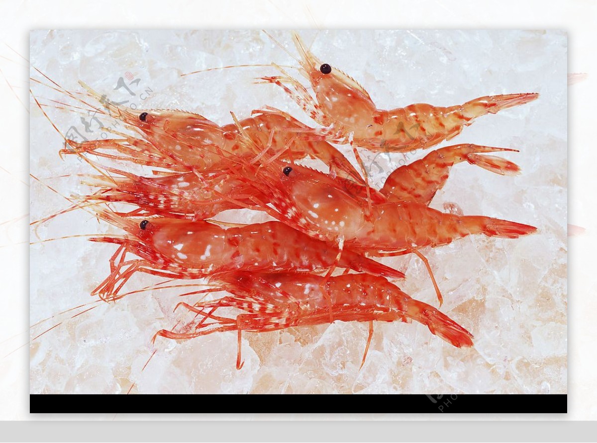 海洋生物海鲜虾图片