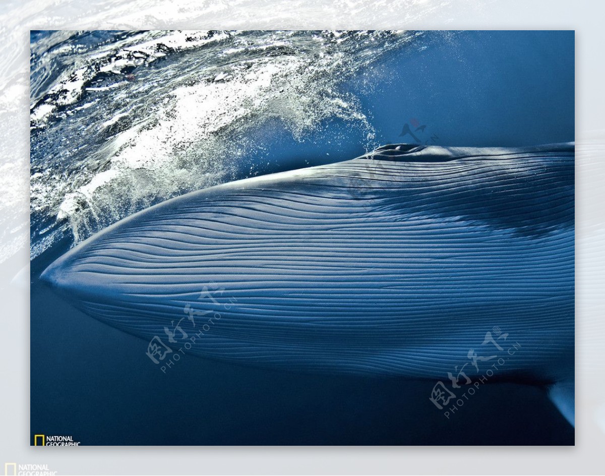 抹香鲸壁纸图片