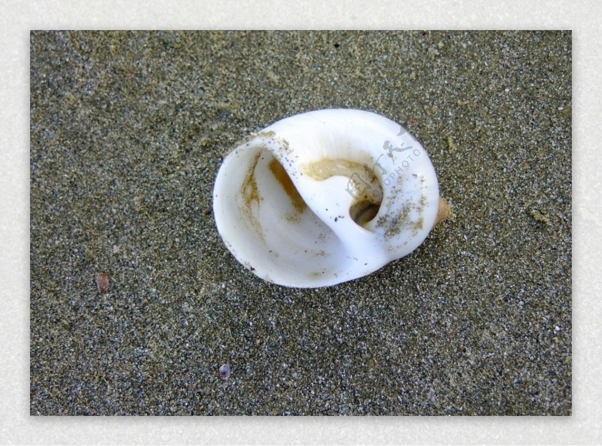 寄居蟹的蜗图片