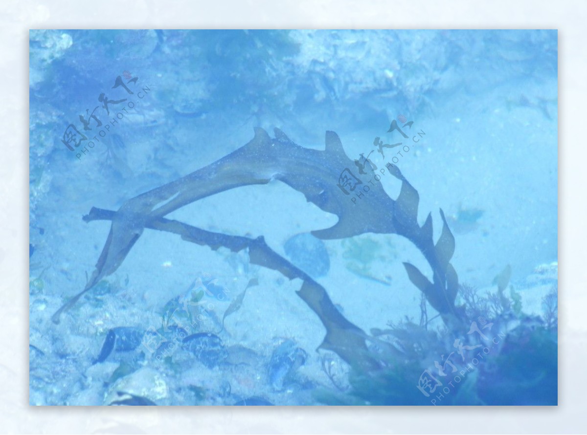 浅海野生海带图片