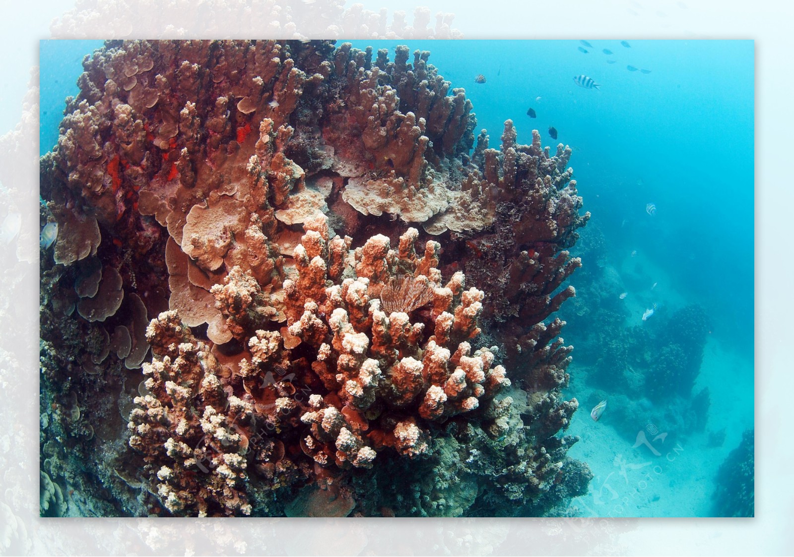 海底礁石图片