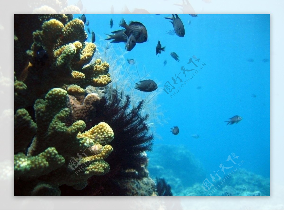 珊瑚鱼图片