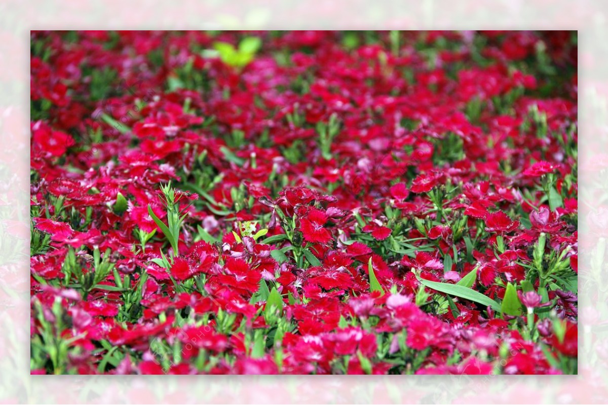 红色花圃喇叭花图片