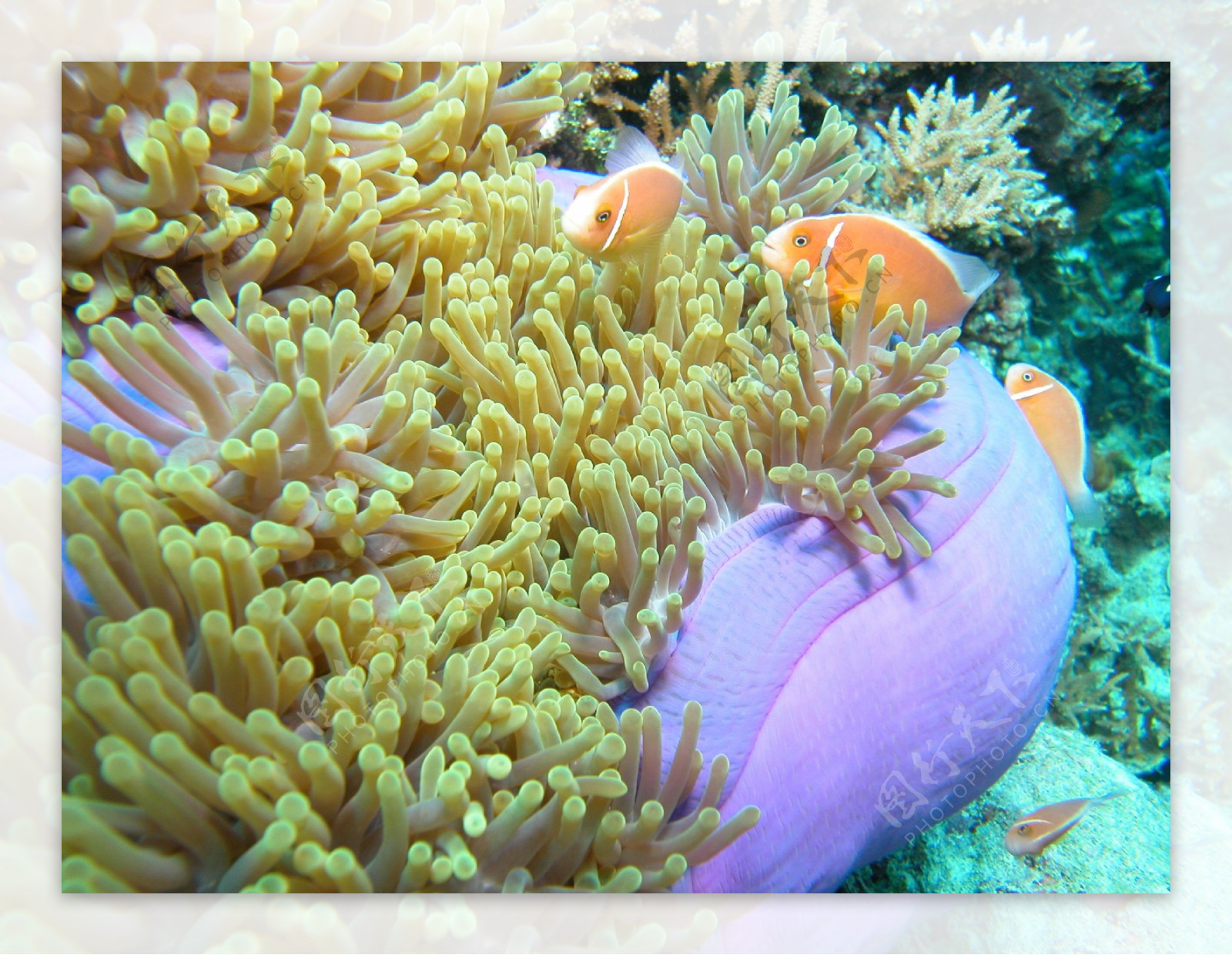 大堡礁珊瑚图片