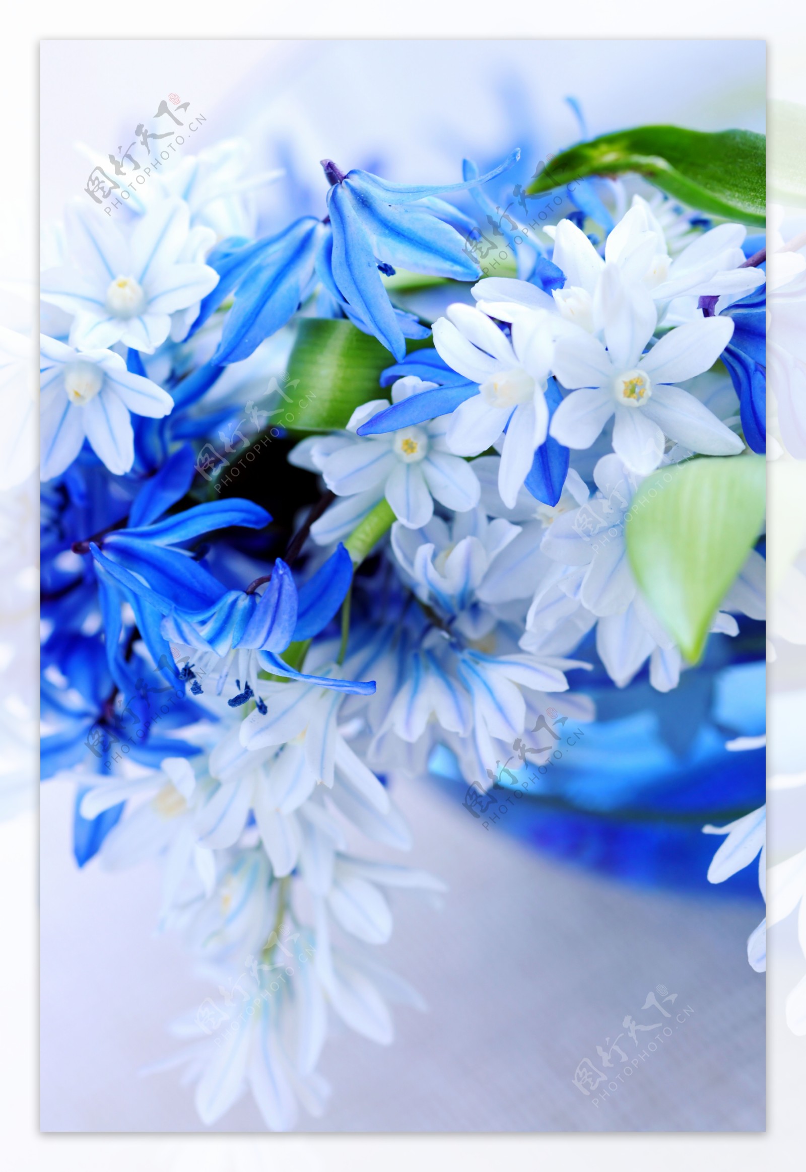蓝色的百合花图片