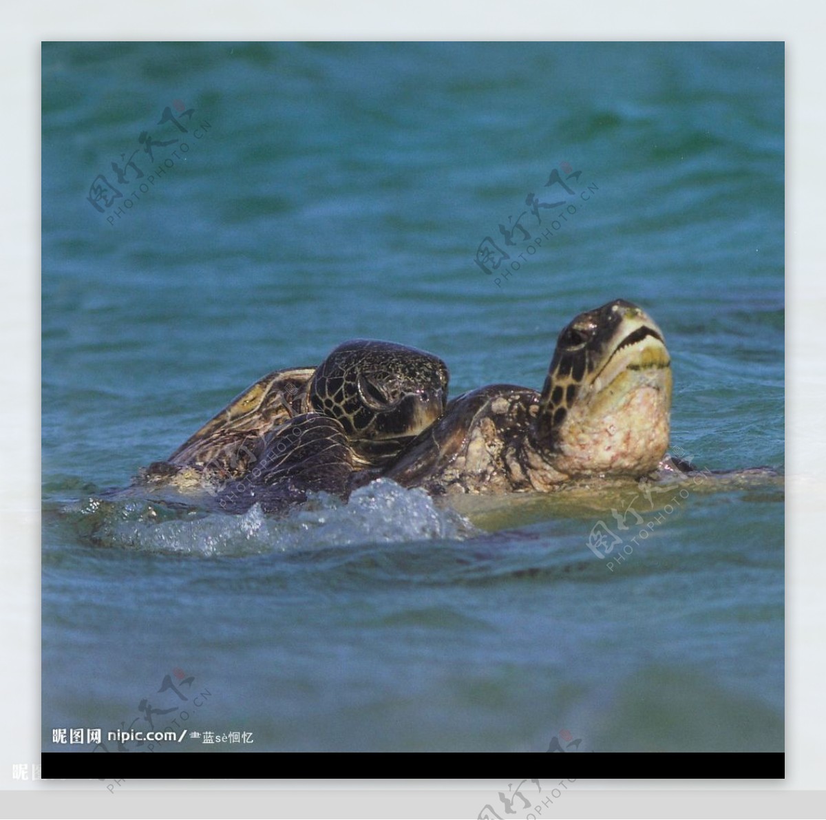 游水的乌龟图片