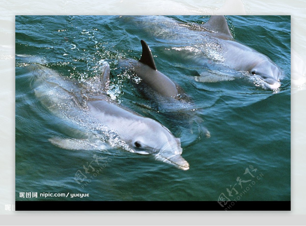海豚高质量图图片