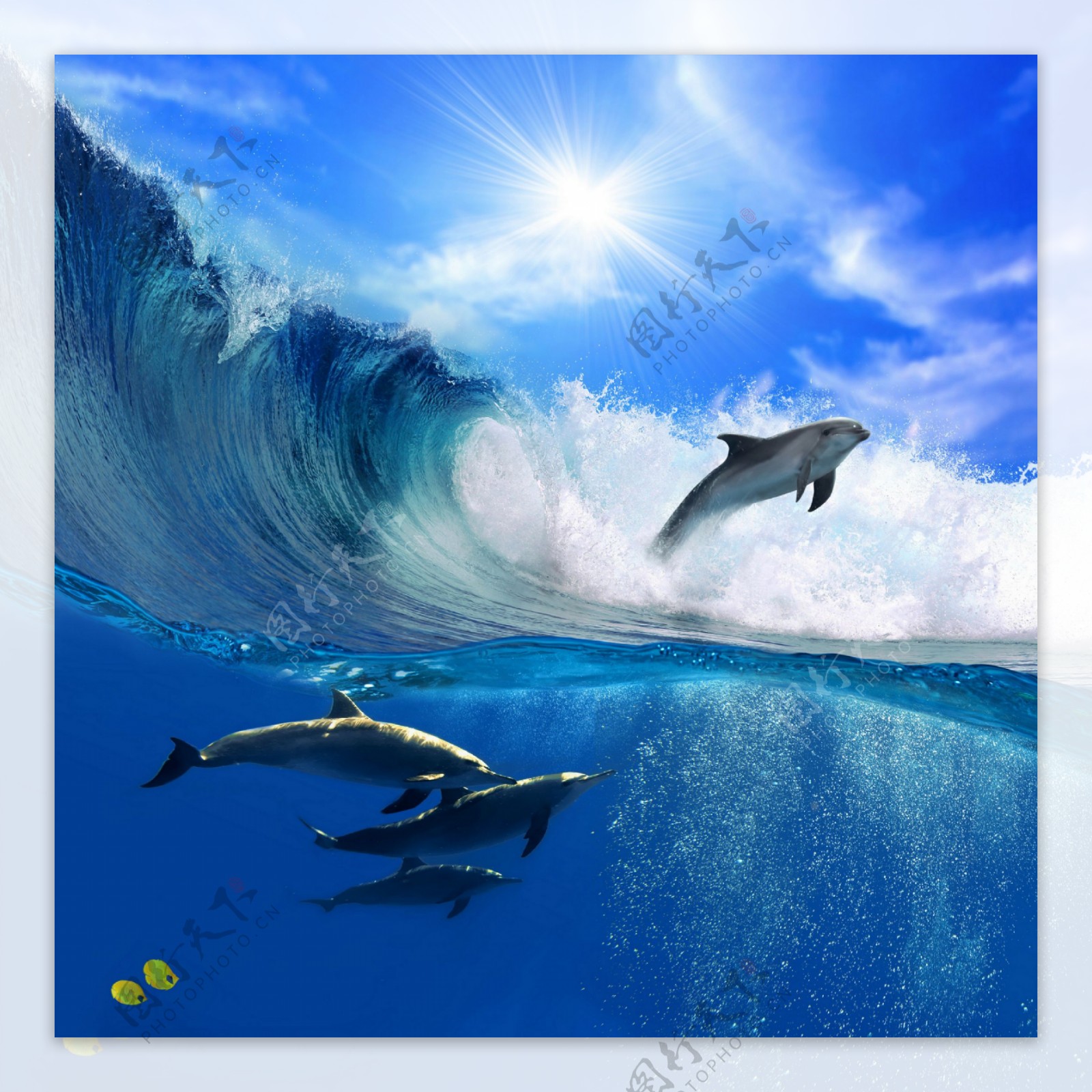 蓝海豚-抽象艺术设计壁纸预览 | 10wallpaper.com