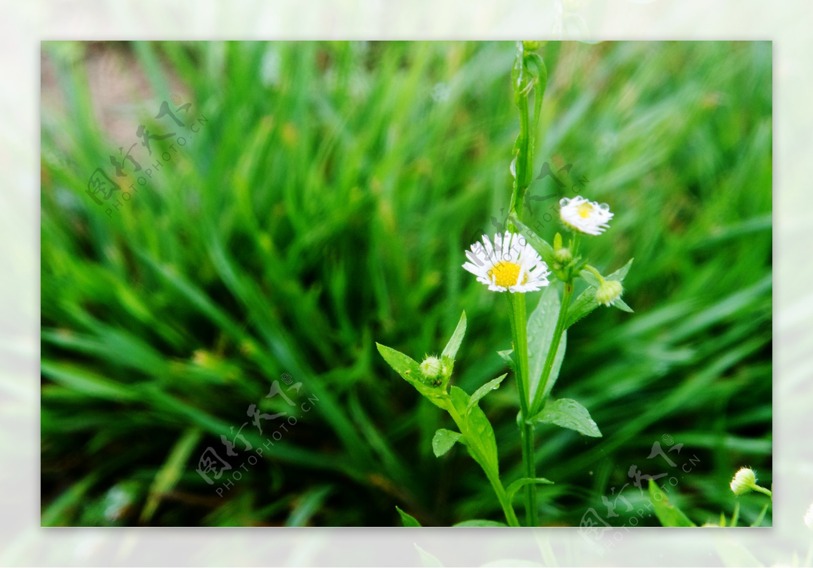 雨中野菊花图片