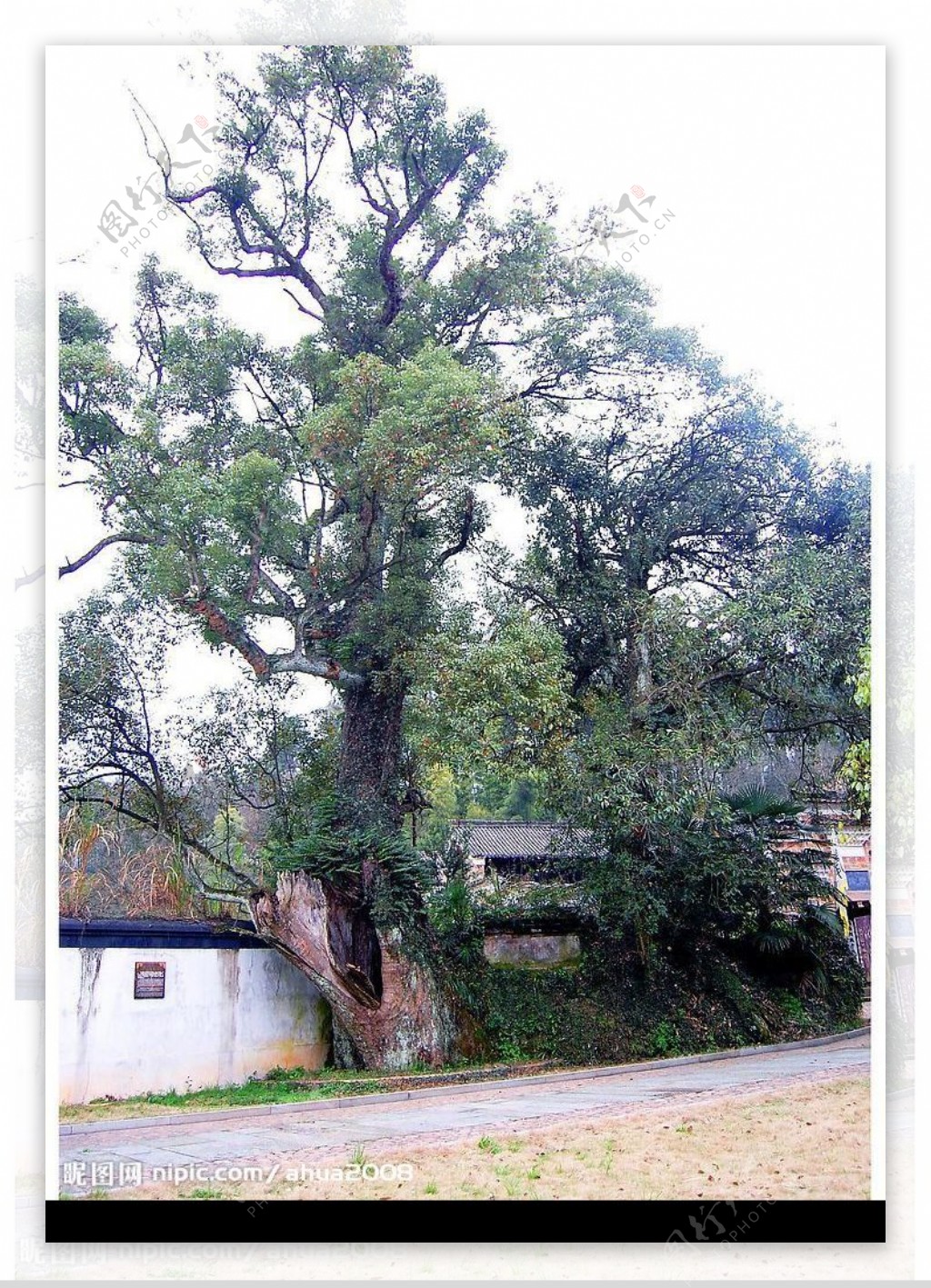 龙虎山樟树图片