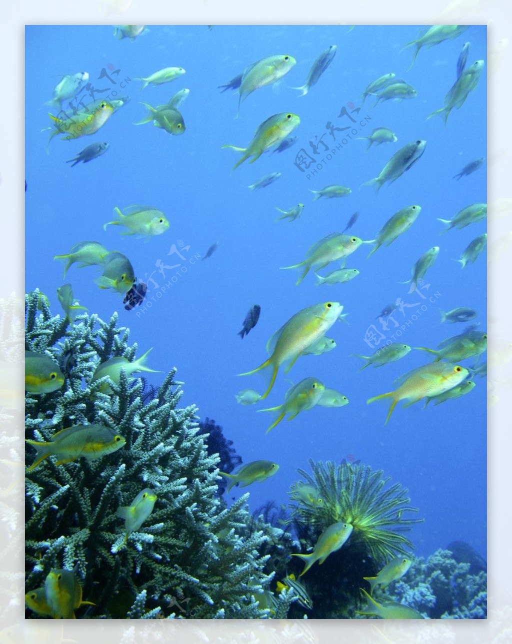 美丽的海底世界36781_动物合集_动物类_图库壁纸_68Design