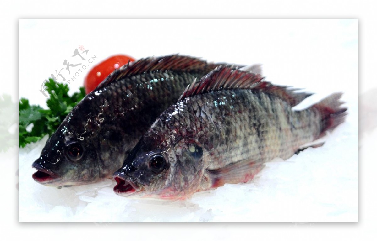 福寿鱼图片