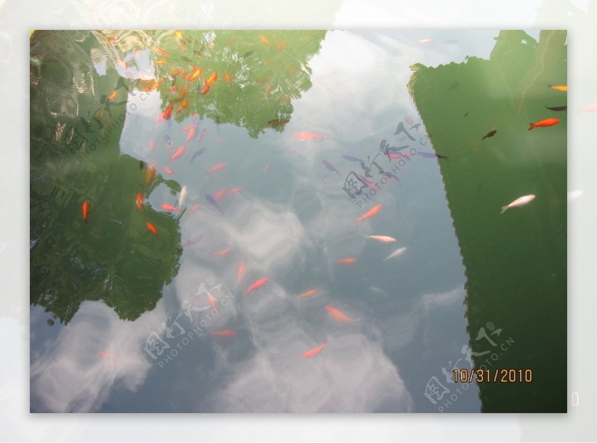 鱼塘图片素材-编号14059525-图行天下