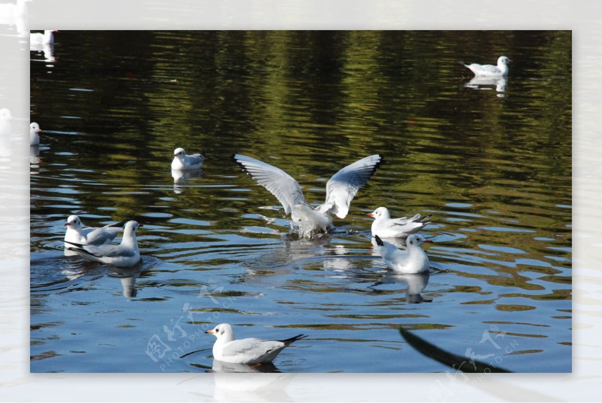 湖面戏水的海鸥图片