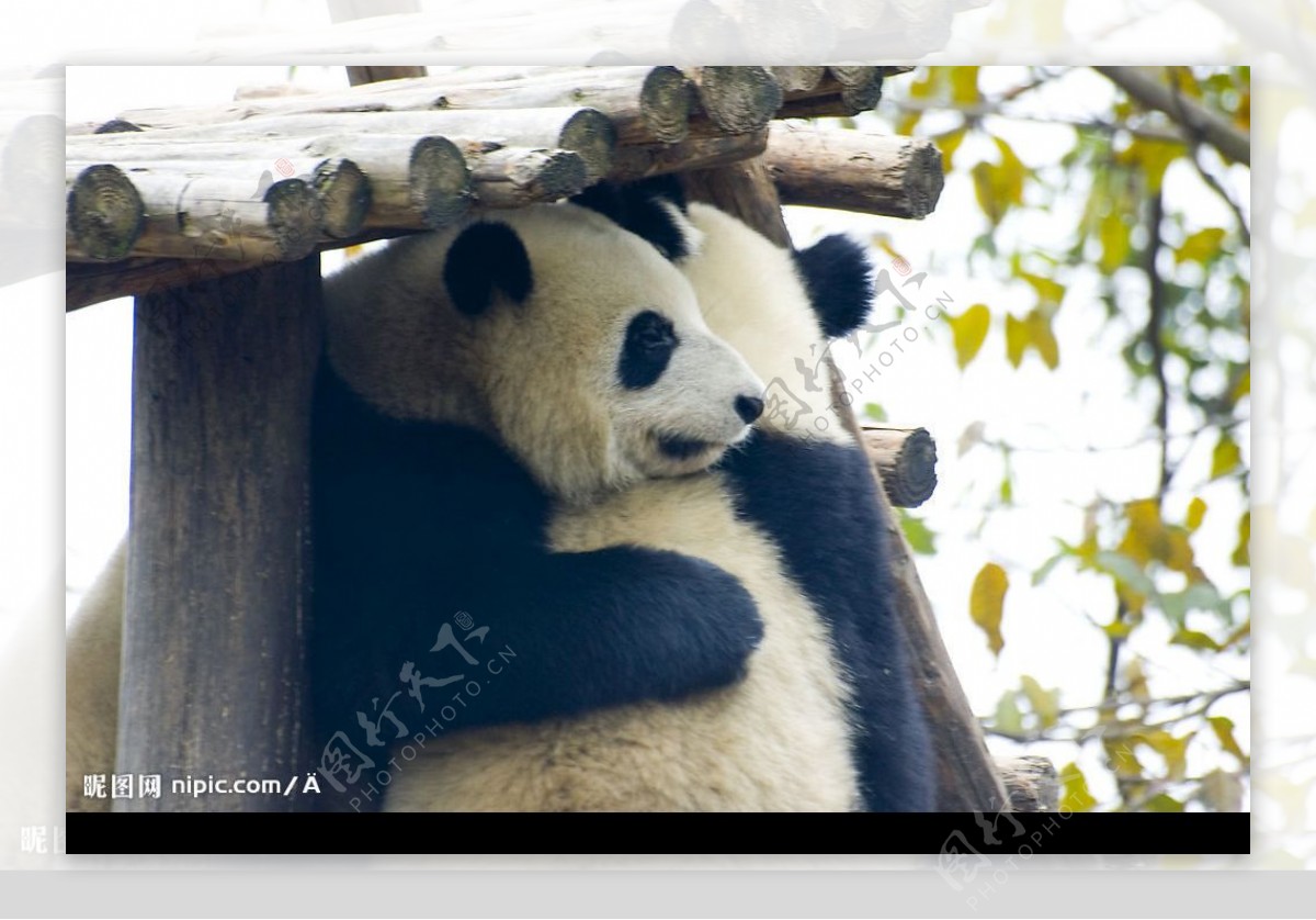 两只熊猫抱抱图片