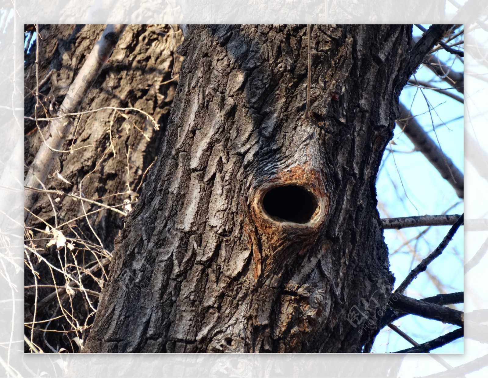 啄木鸟巢穴图片