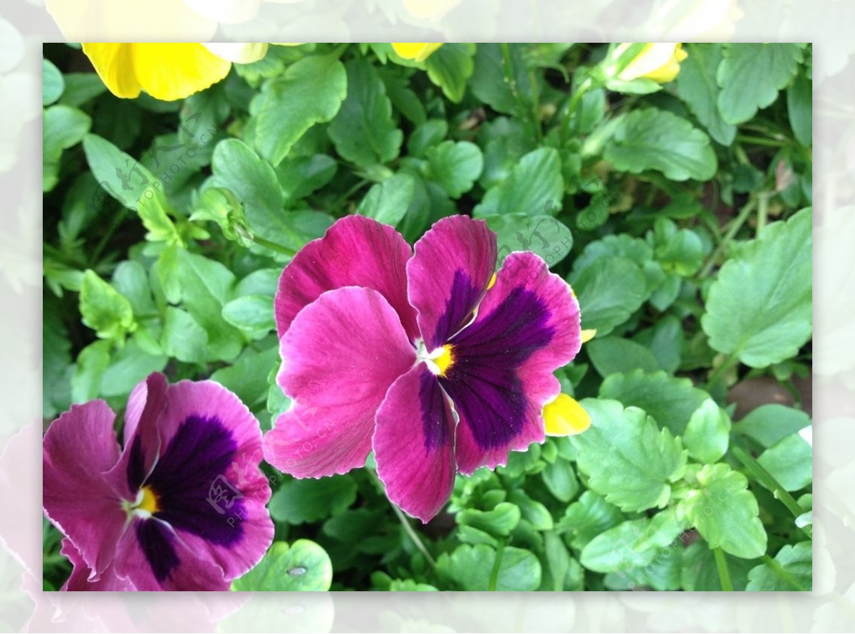 紫红色蝴蝶花图片