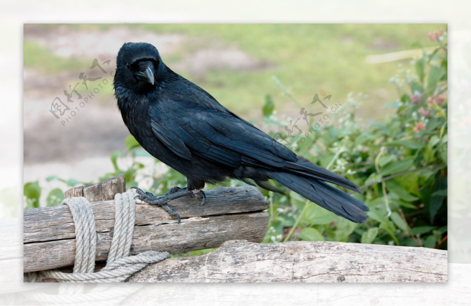 一只漆黑羽毛的乌鸦高清图片下载-壁纸图片大全