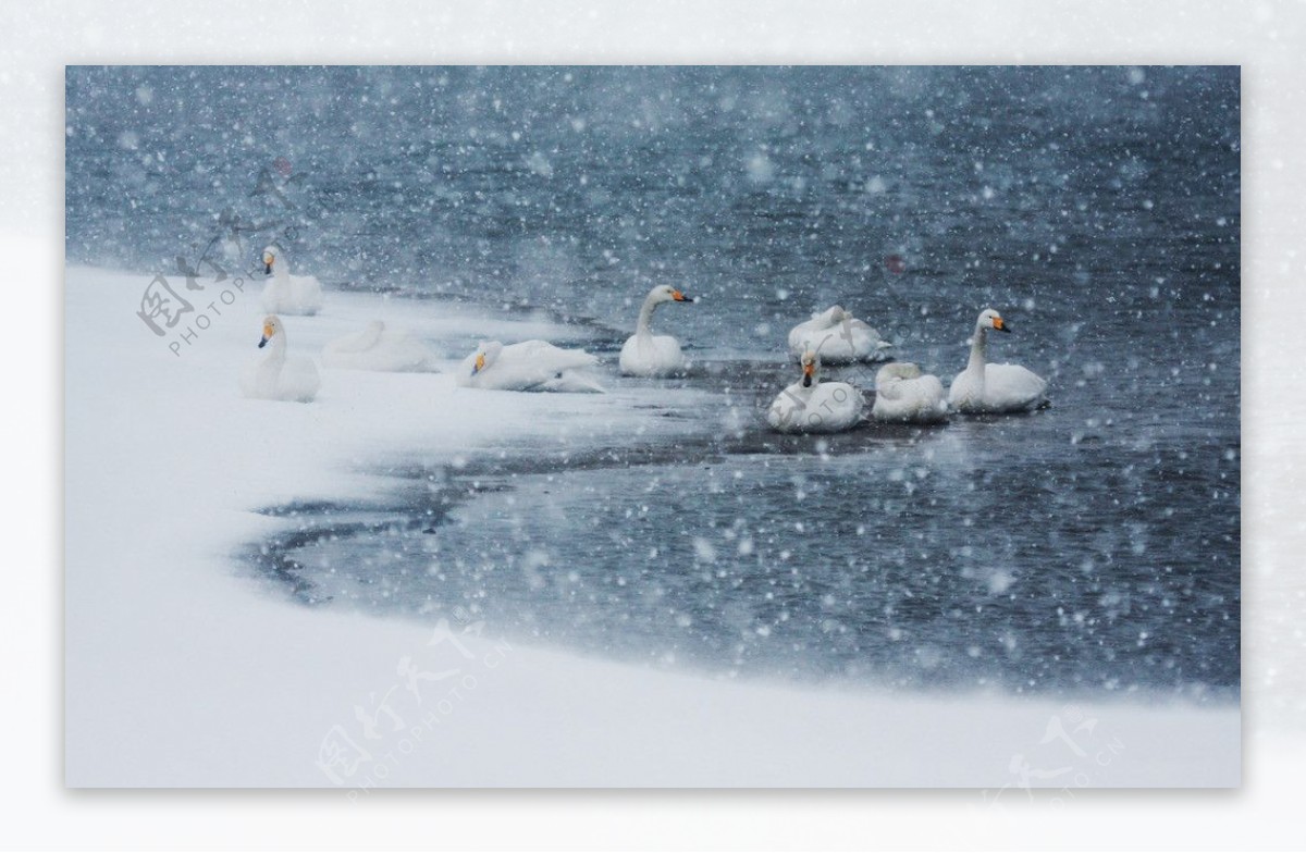 天鹅湖的雪图片