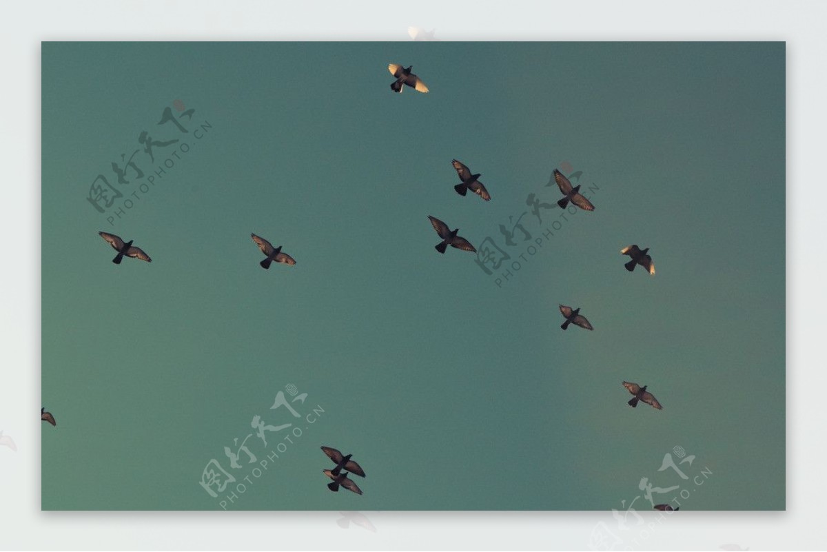 天空飞翔的鸟图片素材-编号14156526-图行天下