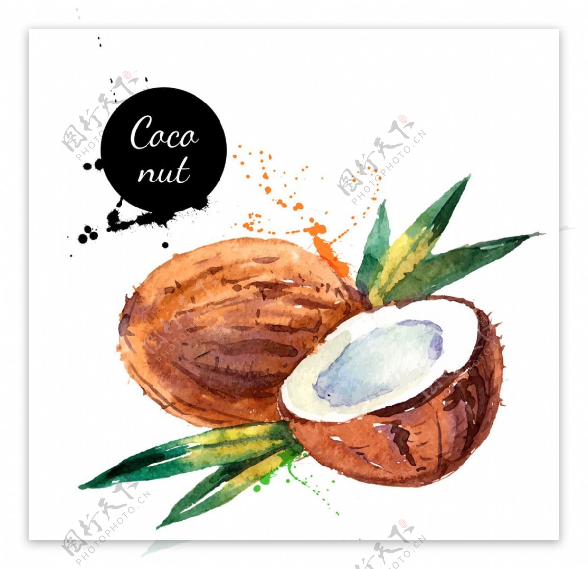 水彩椰子图片