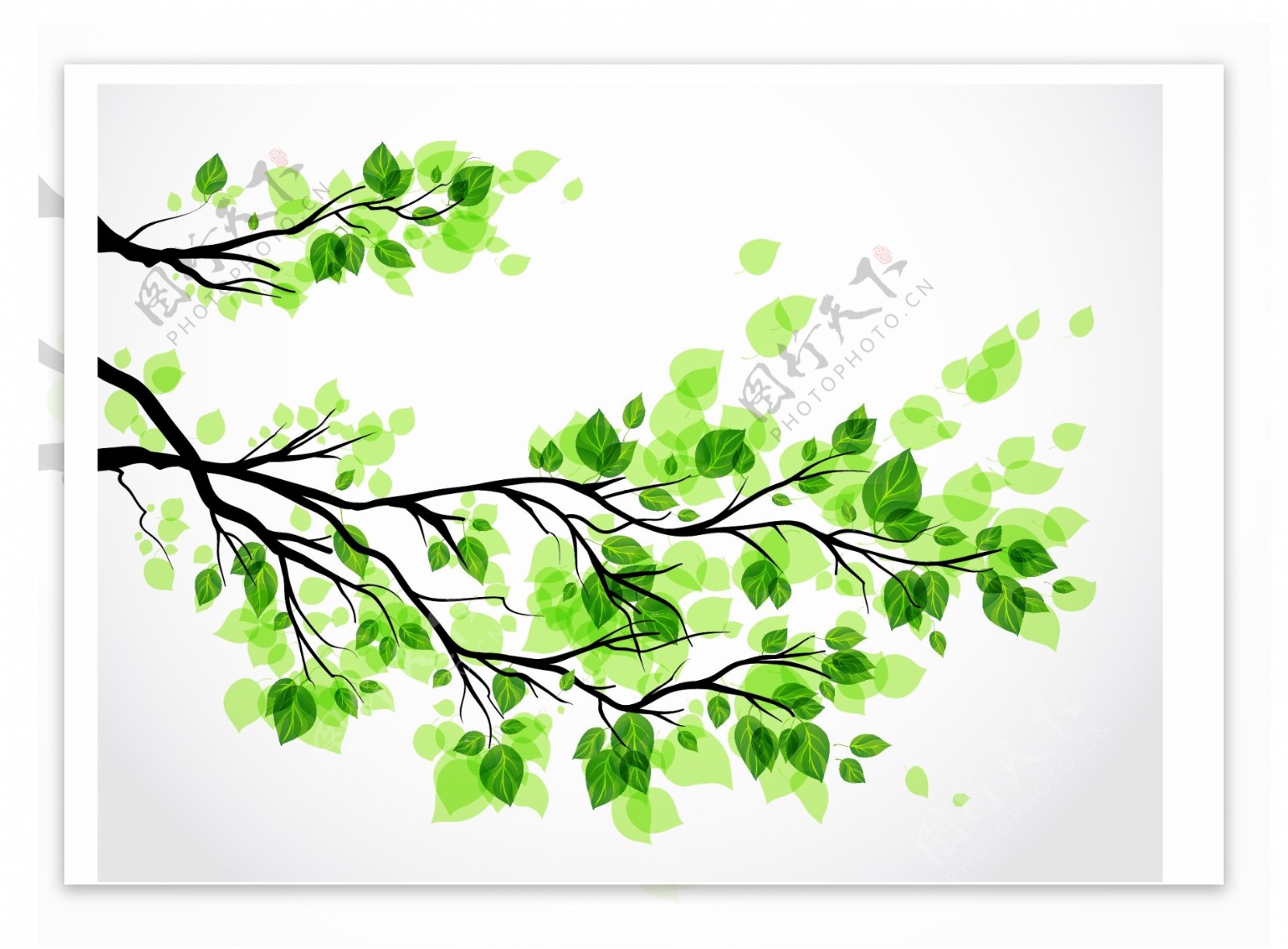 绿色树叶树枝矢量图图片