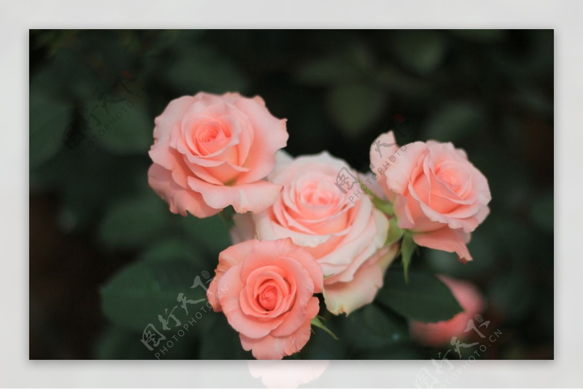 \u73ab\u7470\u82b1\u56fe\u7247\u7d20\u6750-\u7f16\u53f714213836-\u56fe\u884c\u5929\u4e0b