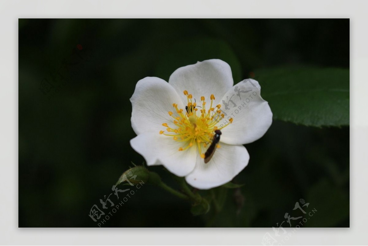白花黄蕊和昆虫图片