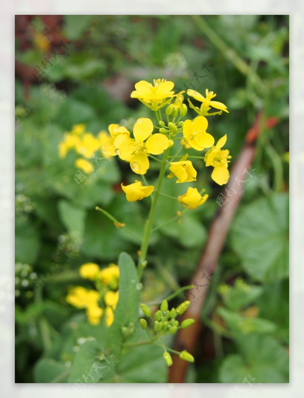 油菜花图片